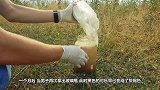 把骨头泡进醋里48小时，骨头能变软网友：学会软骨功了