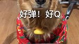 主人给金毛吃糖果，看它的小眼神太可爱了，你们都忍住别笑