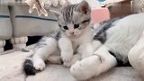 逗弄在母猫旁边的小猫咪，最后大猫还用爪子推我，网友直呼可爱！