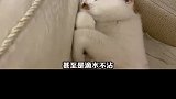 家里的猫咪总是吐怎么办
