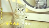 燃烧猫的卡路里！和  一起带话题#嗨皮牛耶