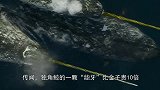 只因一颗“牙”，毁了一个种群，象牙到底有什么“魔力”？