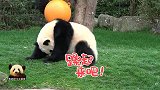 活力全开的熊猫团子自娱自乐，卖起萌来超敬业的