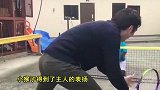 日本一只六岁猴子打网球，一技凌空扣杀战胜人类