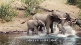 豹子在水边喝水，却不知鳄鱼早已埋伏在水下，镜头拍下了全过程