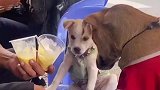 爷爷买了两杯，一杯自己的，一杯俩修狗的
