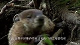 土拨鼠遇上了黄鼠狼，还击的机会都没有，镜头拍下对战全过程！