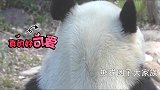 熊猫旦旦亮出白白净净的后脑勺，可爱得不要不要的