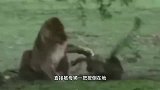 狮子直接一招锁喉杀死猎豹，猎豹的战斗力真是不堪一击！