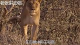 一头水牛眼看要命丧狮口，狮群却突然自相残杀，视频还原全过程！