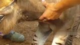 专家为首只斑驴做“亲子鉴定” 真相将水落石出