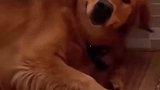 狗狗挨骂后离家出走，连夜跑20公里回“娘家”诉苦