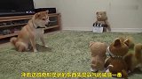 柴犬在一群小玩偶面前，彻底变成了一个孩子，太有爱了