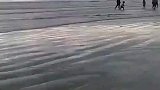 寄居蟹还能这么玩，这么大的壳背的动吗