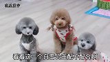 孙胖妞一家比美，一个个都去照镜子觉得自己最美，大家觉得谁最美
