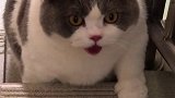 小猫魔性的跑步姿势！运动更健康...肥猫