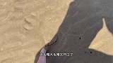 大海退潮后，沙滩上蛏子都钻出来找水源，大春赶海抓到奇奇怪怪螺