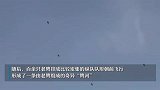 大连天空现罕见鹰柱奇景，数百只老鹰形成鹰河空中起舞