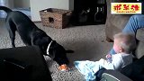 家里的狗狗叫了一声，小宝宝仿佛被点了穴一样，笑声收都收不住了