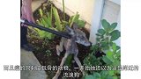 女子阳台发现皮包骨的“流浪狗”，送去救助站，得知身份害怕不已