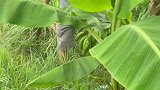 农村老家水果吃不完