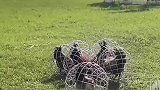 现在土鸡怪不得这么贵，这一个个铁笼子是防止打架吗？