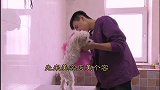 金毛哈士奇边牧当狗子们在宠物盛会上参加模特大赛……