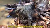 主人马力十足飞速救援，狗狗：去你个小破网，我主人来救我啦