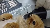 流浪狗被宠物医院收养，因太胖定期做B超检查，真是抖成狗了