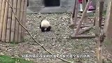 乌鸦看上大熊猫的毛，拔毛做窝，这乌鸦连国宝的毛也敢拔！