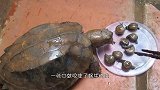 迷你小乌龟第一次吃草莓，没有想到它是这样的反应，够我笑一天！