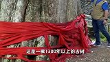 贵州山村发现一棵多年的金丝楠木，价值过亿，被称为楠木王