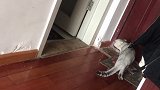 我们在收拾搬家，团子一阵狂叫