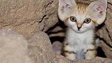 大沙漠小猫咪