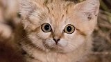 大沙漠小猫咪