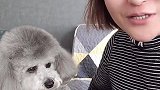 刷牙教程，模特特别乖，宠物牙膏都是无毒无害不用漱口的