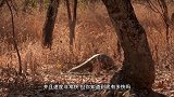 穿山甲挖洞到底有多快如果不是被镜头拍下，都不敢相信竟这么快