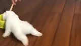 狗：铲屎的别转了，头都晕了！