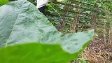 盛夏的农家，柴火灶烹制美食，电风扇下的四世同堂