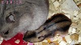 仓鼠出生9-14天，鼠妈喂奶的样子，母性泛滥