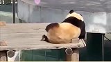 多妖娆的熊猫啊，熊猫：来呀，快活啊