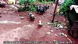 小火鸡打架还带上家长一起，公鸡见不是对手，拔腿就跑