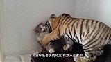 狗狗看望从小一起长大的兄弟，老虎看到狗狗后的举动，让人感动