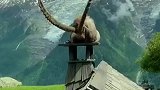 屋顶上有一只山羊