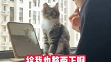 让猫眼馋了，差点给猫冻死