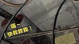 小猫掉进小区油烟管道，救出后浑身沾满油污惹人怜