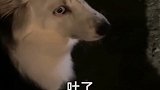 狗子是不是也以为含住了蝉就含住了整个夏天