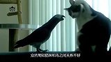 猫咪和鹦鹉争宠，鹦鹉亮出爪子威胁，猫咪：君子动口不动手