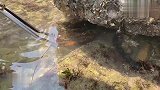 海螺窝里发现了一对金戒指！