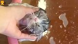 狸花猫：拉链怎么又换地方了铲屎的，还不赶快帮我解开